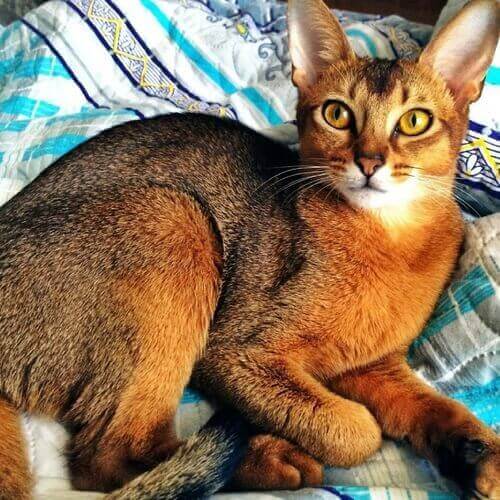 Abyssinian Abyssinian