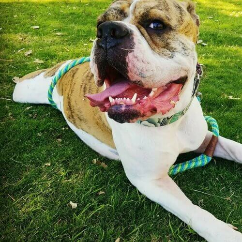 American Bulldog American Bulldog