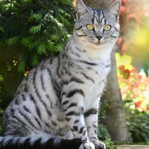 American Shorthair American Shorthair