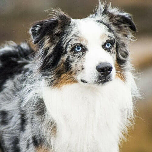 Australian Shepherd Australian Shepherd