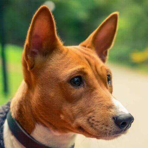 Basenji Basenji