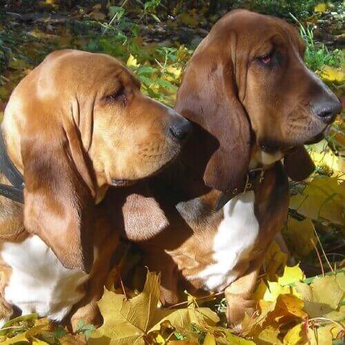 Basset Hound Basset Hound