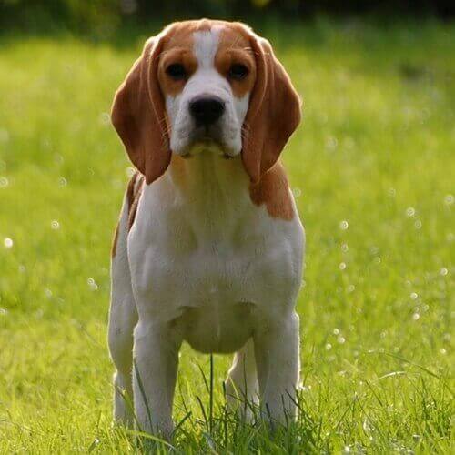 Beagle Beagle