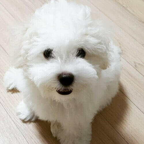 Bichon Frise Bichon Frise
