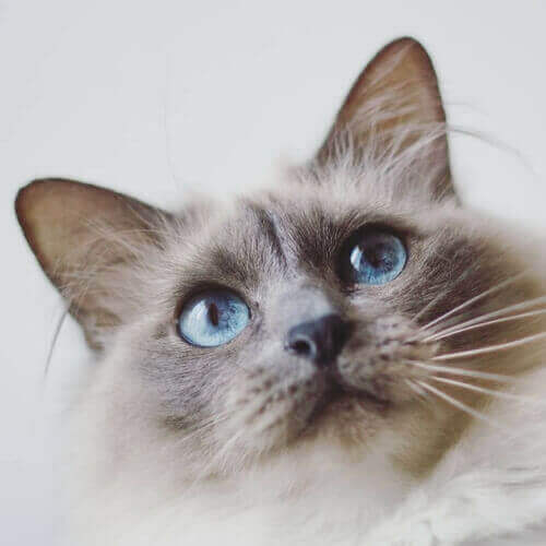 Birman Birman