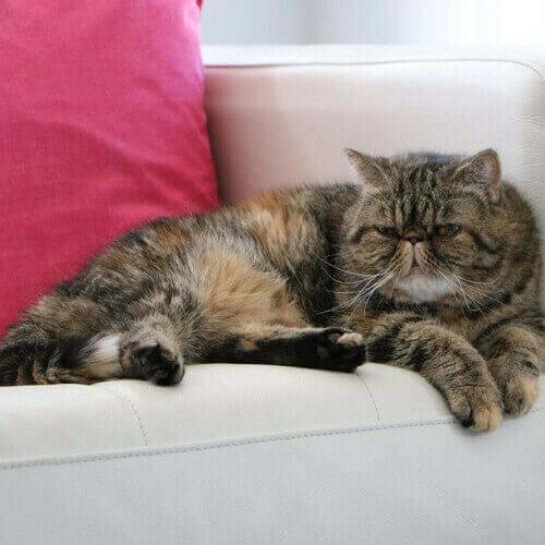 Exotic Shorthair Exotic Shorthair