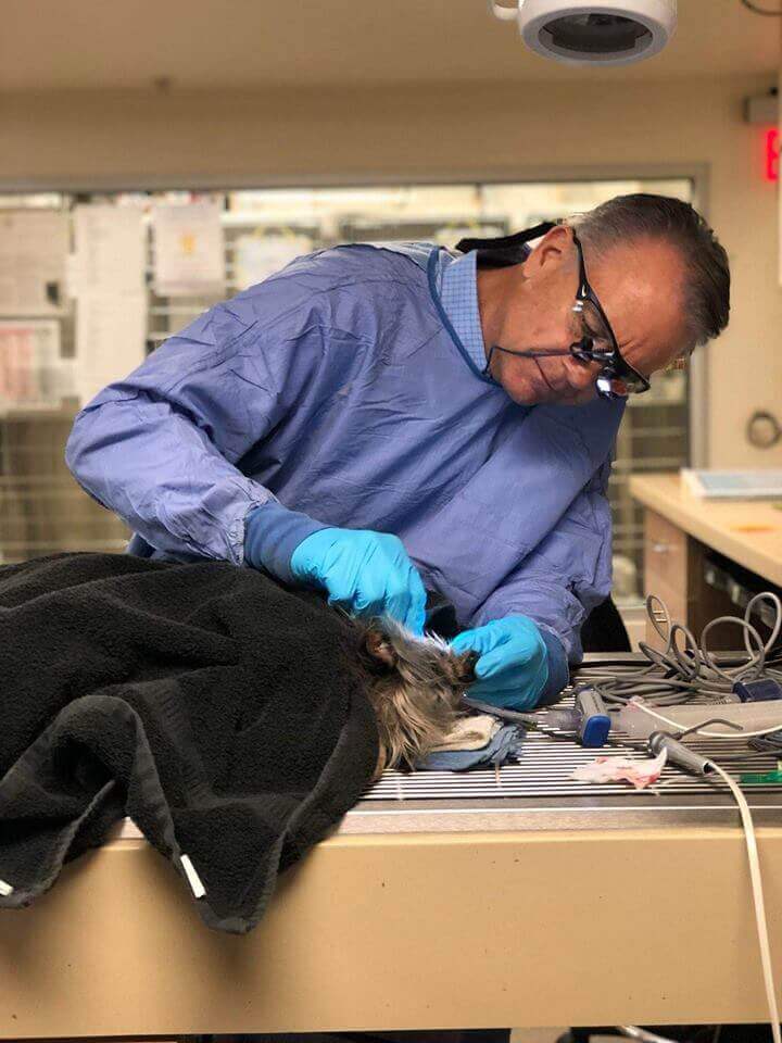 Dog Dental Boca Park Veterinarians