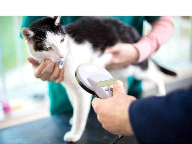 Cat Microchipping