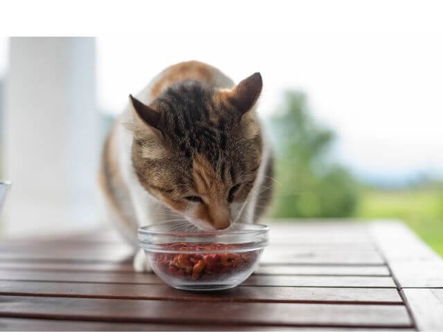 Cat Nutrition