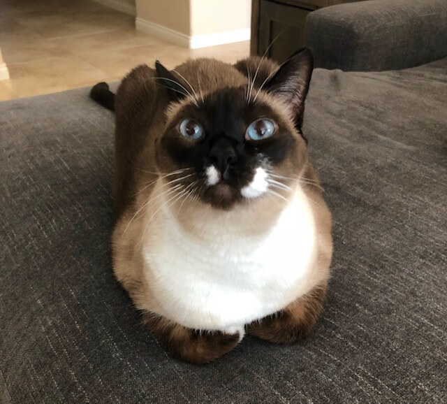 Indoor Cat Enrichment