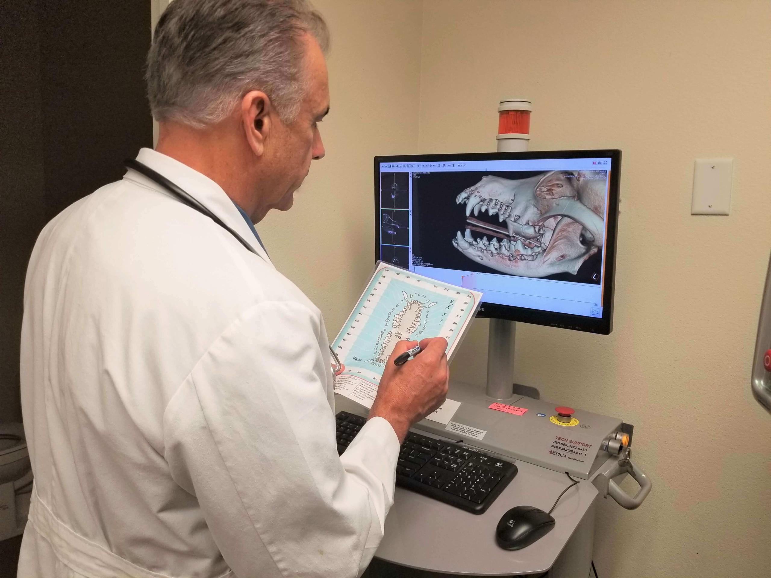 Dog Dental Boca Park Veterinarians