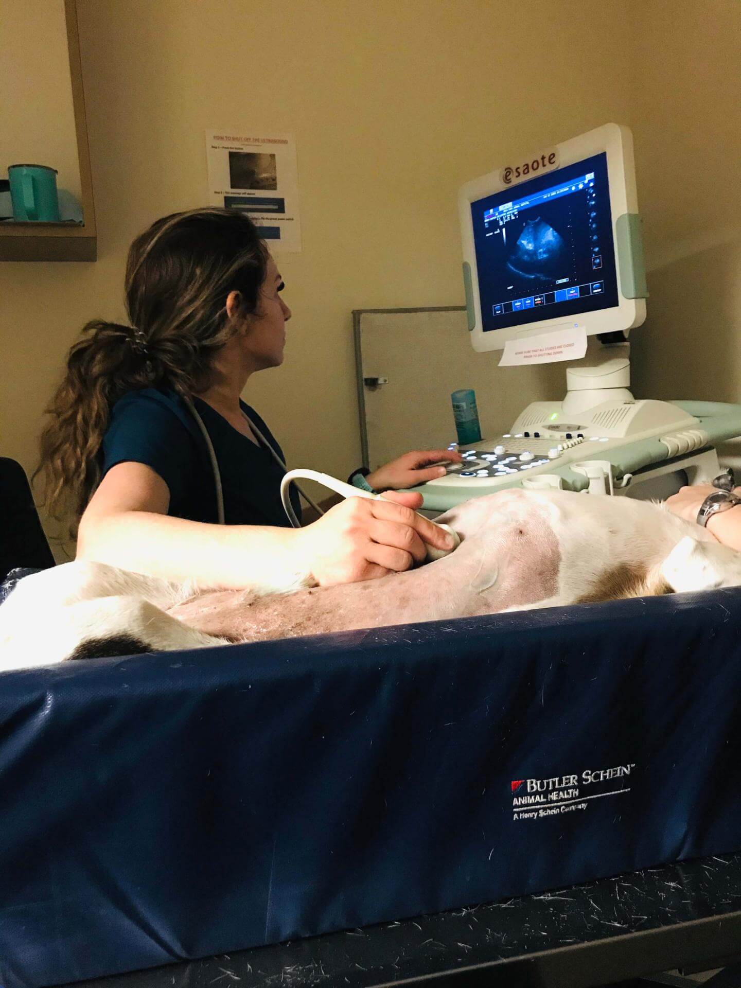 Dog Diagnostic Imaging Boca Park Veterinarians