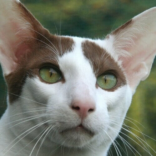 Shorthaired Oriental Shorthaired Oriental