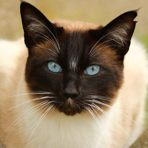 Siamese Siamese